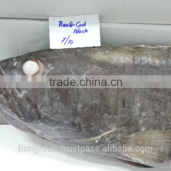Grouper Whole Round photo-5