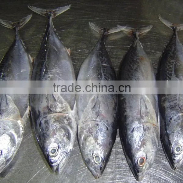 The Ship Frozen Bonito Fish photo-3