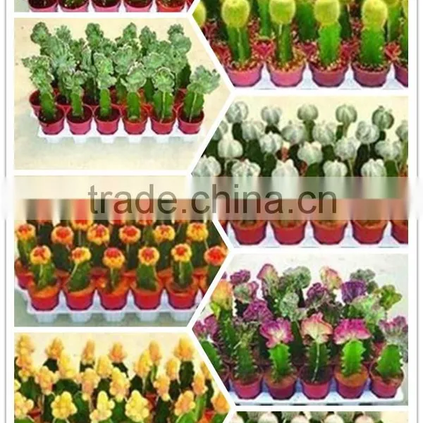 Rebutia Minuscula 8.5cm Mini Cactus Succulent Ornamental Indoor Plants Nursery Echinocactus Grusonii Cereus Cacti Bonsai photo-2