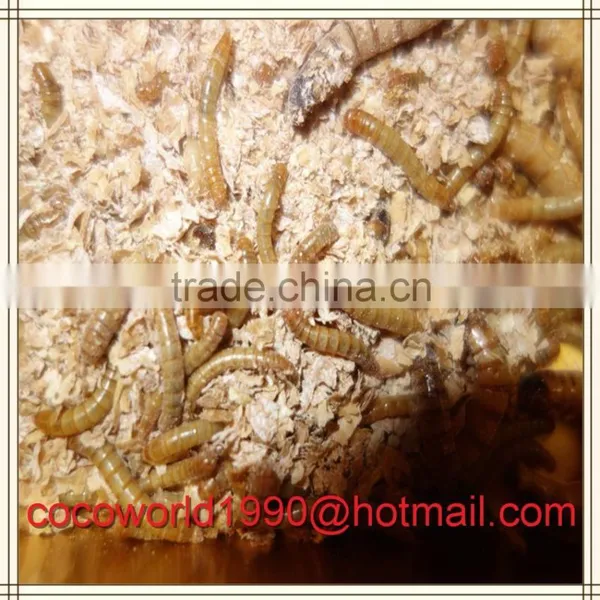 How to Dry Mealworms/how to Raise Mealworms for Birds/what do You Feed Mealworms photo-5