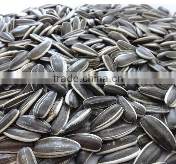Supply All Kinds Of Sunflower Seeds photo-4