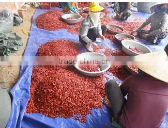 High Quality VIETNAM DRIED HOT CHILLI photo-2