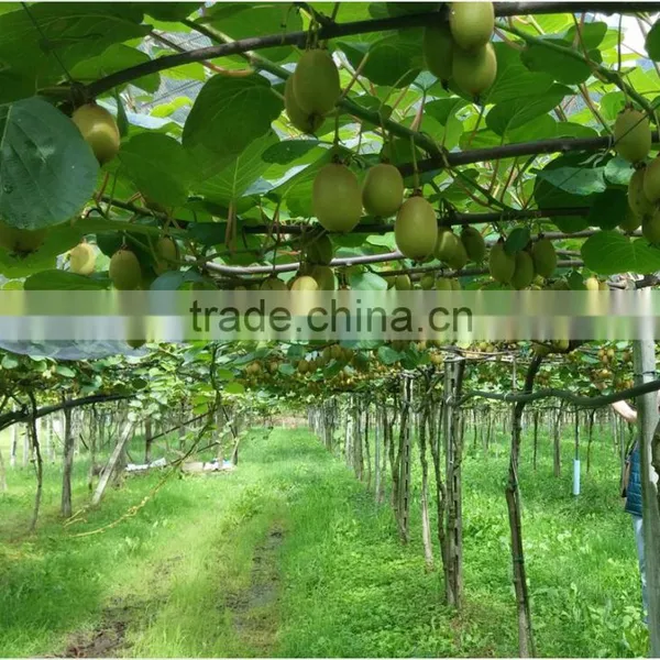 Calcium Ammonium Nitrate Fertilizer For Fruit and Vegetables photo-6