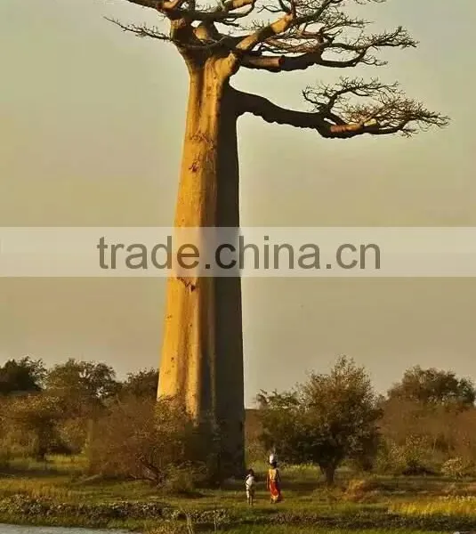 SJ2000600 Landscaping Decorative Outdoor Baobab Model Tree photo-3