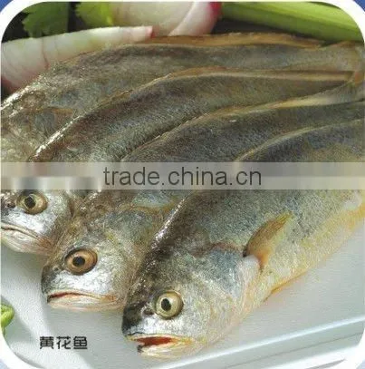 Frozen Yellow Croaker
