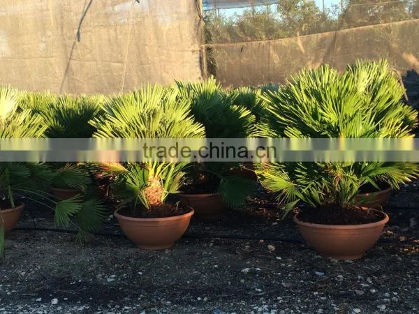 CHAMAEROPS HUMILIS VULCANO PALM TREE
