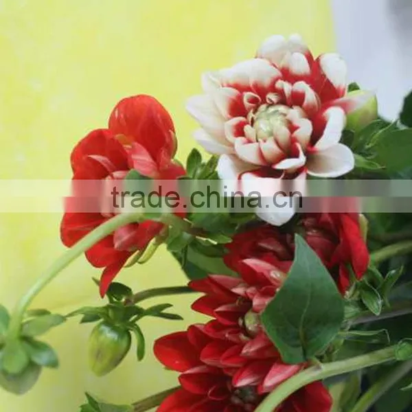 Cut Fresh Latest Dahlia Plants photo-5