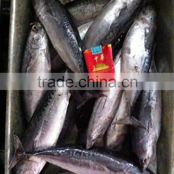 15kgs per Carton Sea Frozen Bonito and Auxis Thazard photo-3
