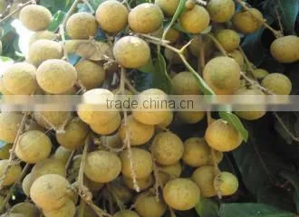Longan photo-2