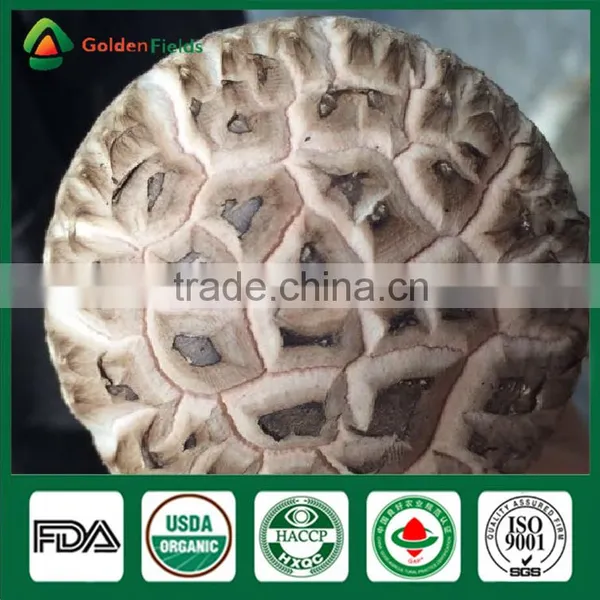 Golden Fields Supplier of Shiitake Spawn Mycelium Growing Bag Shiitake Mushroom Growing Kits photo-2