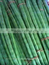Fresh Drumstick/Indian Moringa/Fresh Indian Vegetables/Drumsticks/drumstick Exporter in India