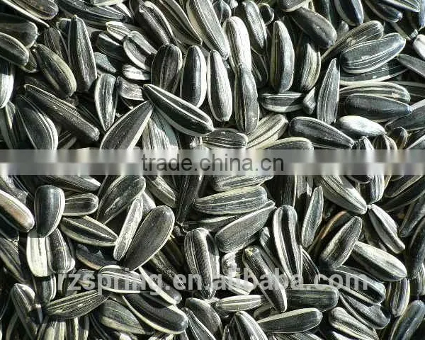 BLACK WITH WHITE STRIP SUNFLOWER SEEDS 5009,0409,363,601,3939 photo-5
