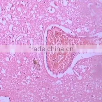 Superfine Medical Prepared Microscope Slides of Moving-point Muscle photo-2
