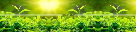 Green Tea SP2 ( Super Pekoe 2 ) is Famous Organic Tea From Tea Paris Viet Nam photo-5