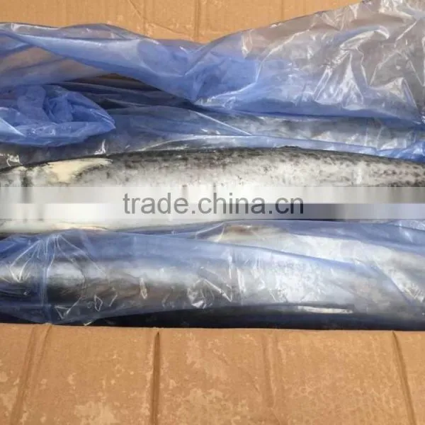 Best Quality Spanish Mackerel Frozen On Board photo-5