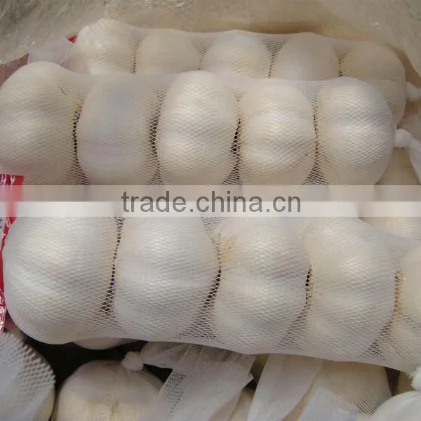 Super White Garlic photo-2