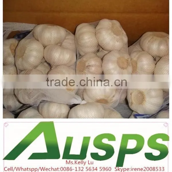 Normal Fresh White Garlic From China Supplier photo-3