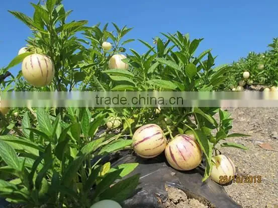 Pepino Seed Pepino Cucumber Seeds For Cultivation Germination Rate Above 93% photo-5