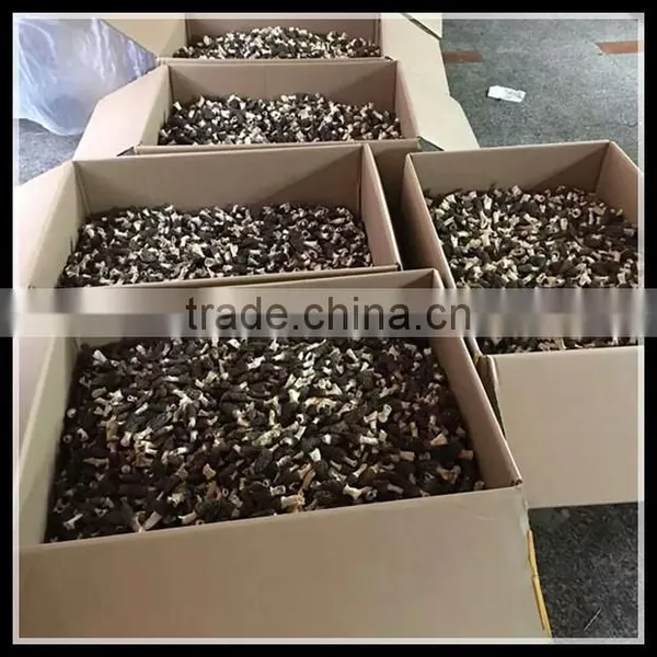 Price of Black Morel Mushroom, Dry Cultivating Morel Mushrooms From Morel Mushroom Farm photo-5