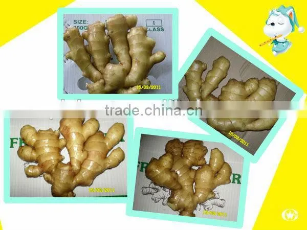 Chinese Fresh Ginger photo-4