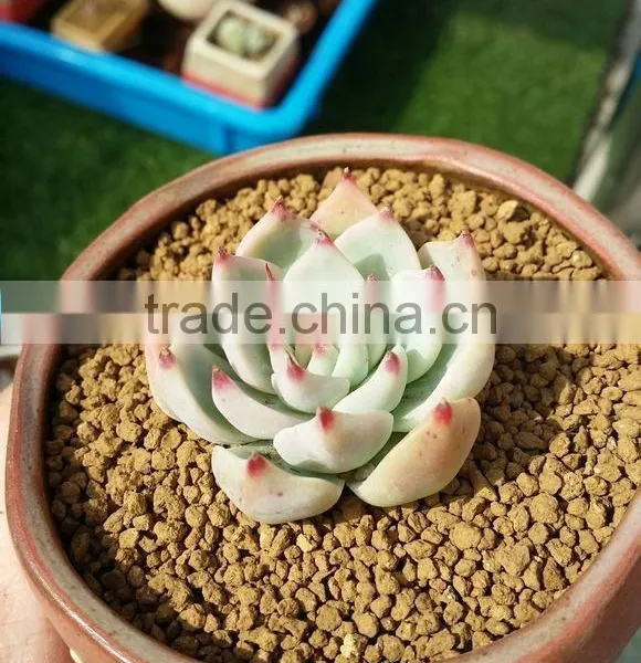 Tropical Orchids Soil/Succulent Growing Media/Cactus Growing Medium photo-5