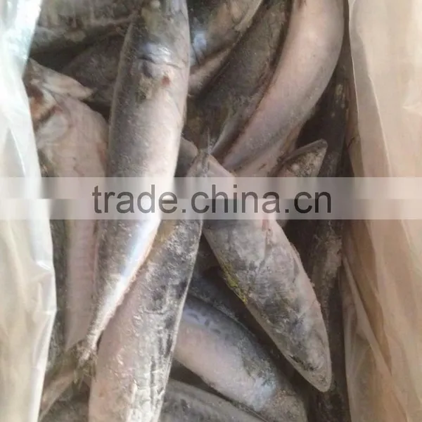 150-200g , Seafrozen Pacific Mackerel , 15kg Ctn photo-2