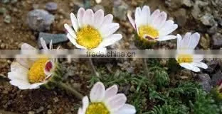 Anacyclus Pyrethrum photo-2