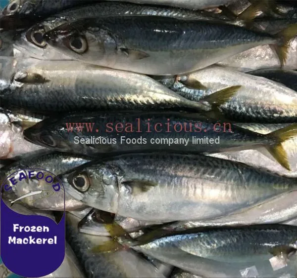 NEW LANDING FROZEN FISH PACIFIC MACKEREL, SEA FROZEN MACKEREL 400-600g photo-4