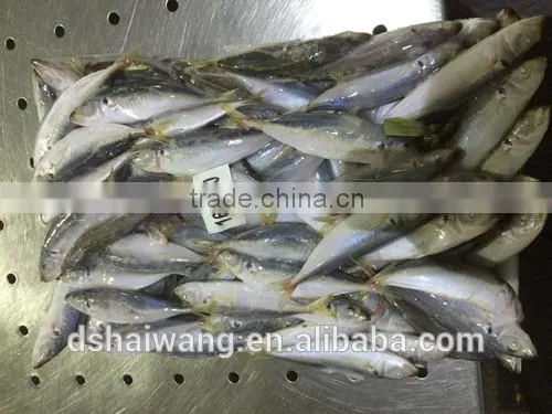 Frozen Horse Mackerel Trachurus Japonicus Exports With Size 160 - 180 Pcs