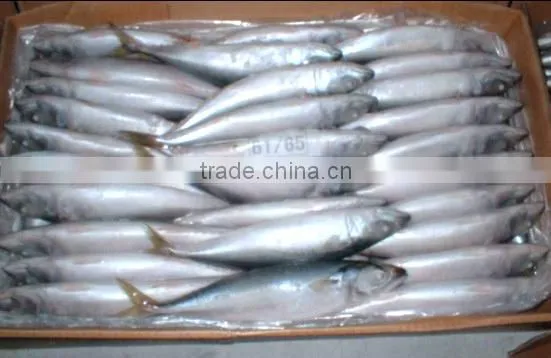 WR Frozen Pacific Mackerel photo-3