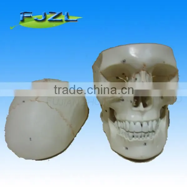 3parts Plastic Skull Skeleton Model/pvc Skull Model /Classic Human Skull Model With Opened photo-4