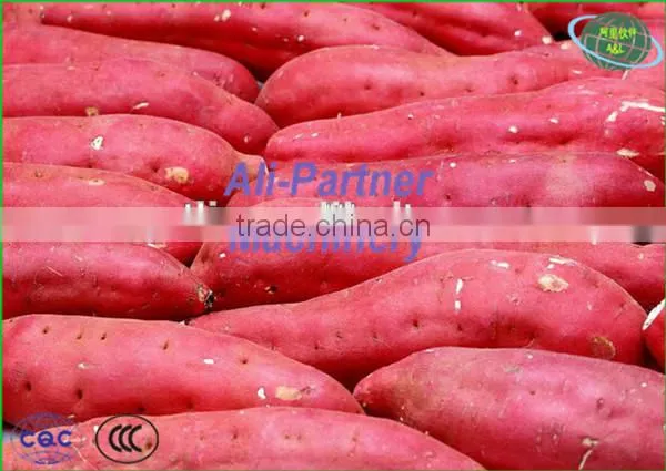 Hot Sale Potato Garlic Cleaning Peeling Machine for Commercial Use photo-6