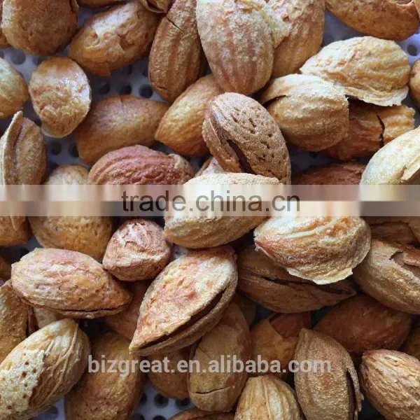 Roasted Salted Apricot Kernels Without Shell for Hot Sale photo-6
