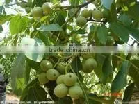 Factory Direct Supply Walnut Oil With Good Price photo-5