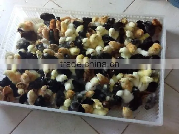 Direct Manufactory Small Cold Press Oil Machine photo-6