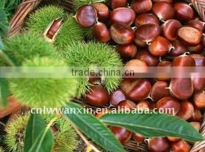 Chestnut,fresh Chestnut,chinese Chestnut ,chestnut Supplier