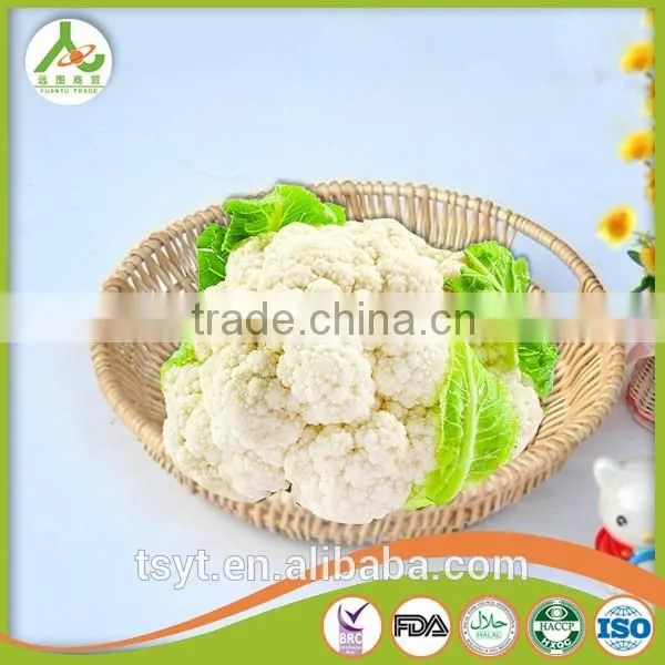 Fresh Round Cabbage in Good Fresh Condition photo-4