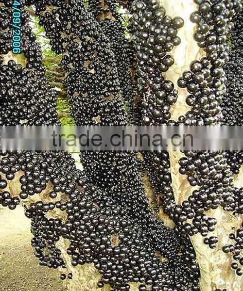 Jaboticaba Seeds Jabuticaba Guapuru Hivapuru Sabara Ybapuru Brazilian Grape Tree Seeds For Growing photo-5