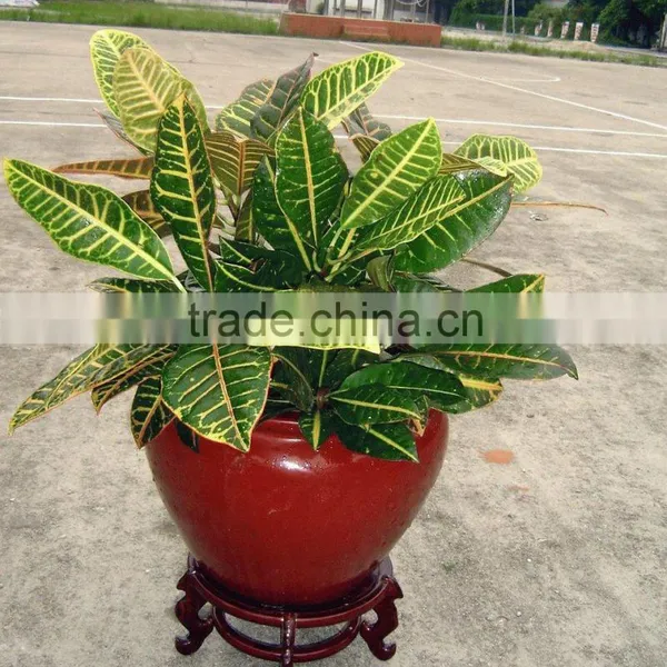 Multi Color Leaves Foliage Codiaeum Variegatum of Outdoor Landscaping Decorative Ornamental Plants photo-5