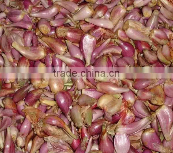 Economical Type Automatic Garlic Skin Removing Peeling Machine Shallot Peeler photo-6
