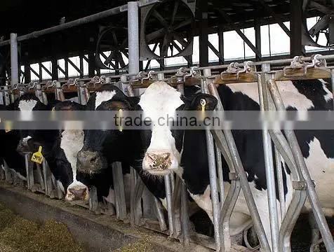 Agricultural Equipment Cow Feeder photo-2