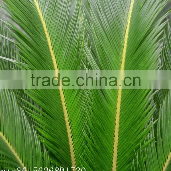Artificial Cycas Revoluta Sago Cycas for Jurassic Period Dinosaur Hall photo-5
