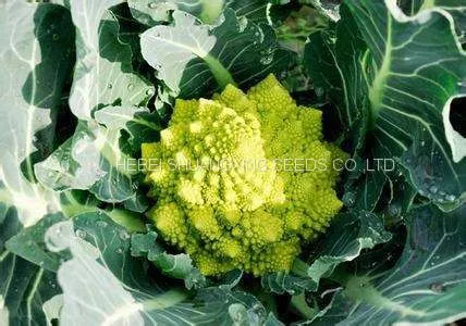 F1 Hybrid Beautiful Green Cauliflower Seeds /Broccoli Seeds photo-3