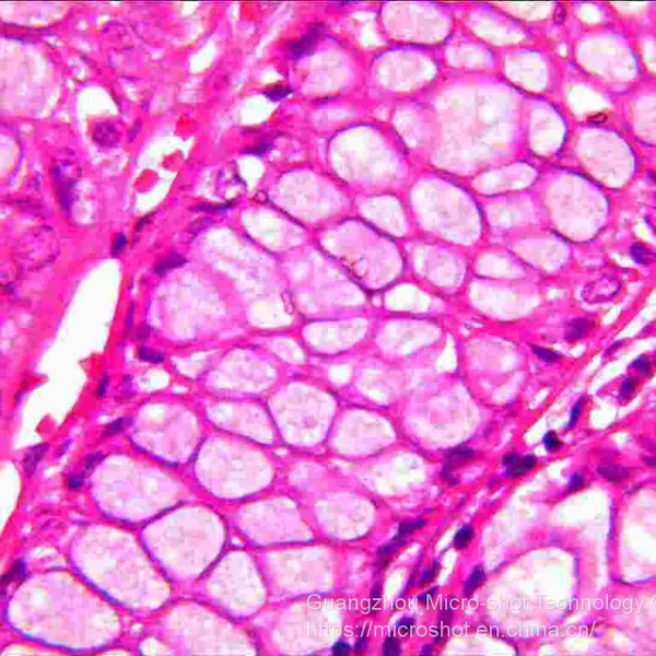 Routine Biological Microscope With Trinocular Observation Tube ML31 photo-3