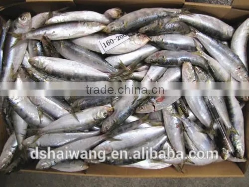 Frozen Sardines for Canning With Size 160-200 Pcs / 10kg photo-4