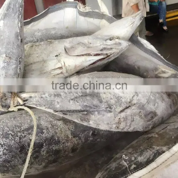 Frozen Long-line Skipjack Tuna Fish photo-3
