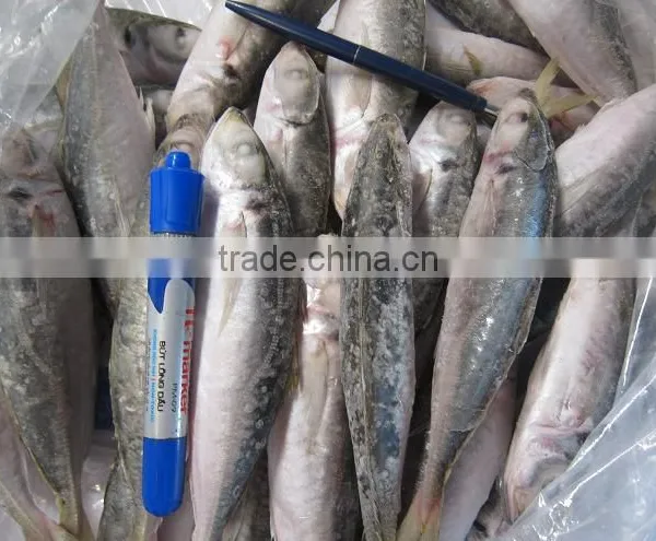 FROZEN LAYANG SCAD
