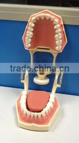 Dental Typodonts Teeth Articulators Model With Jaw Removable Screw photo-2