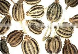 Ajowan Oil Natural