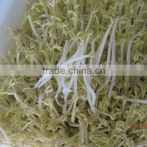 Bean Sprout Machine Mungbean Bean Grwoing Machine photo-5